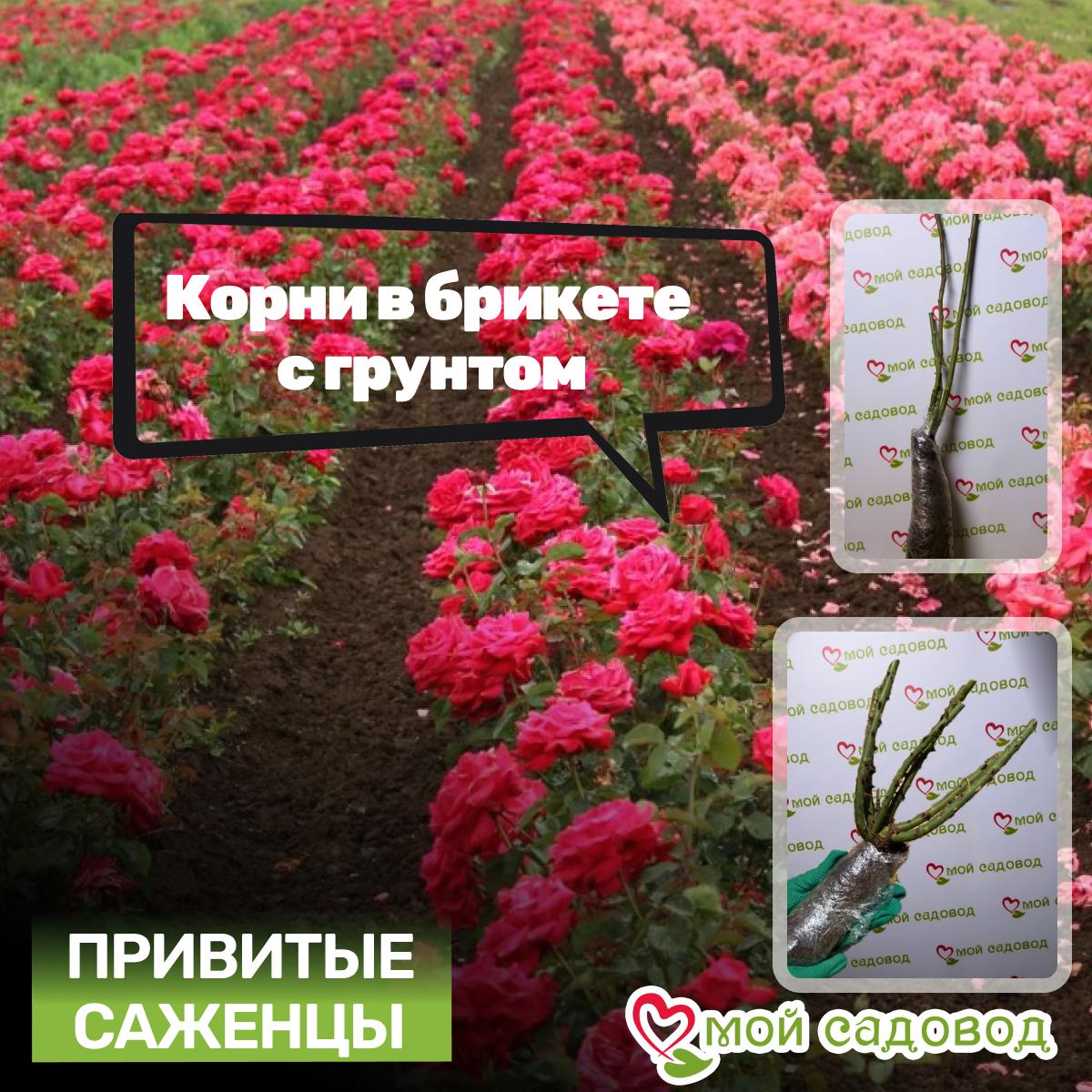 Роза чайно-гибридная Олд Ромео