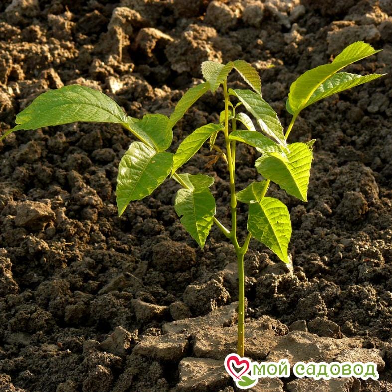 Орех грецкий Карликовый