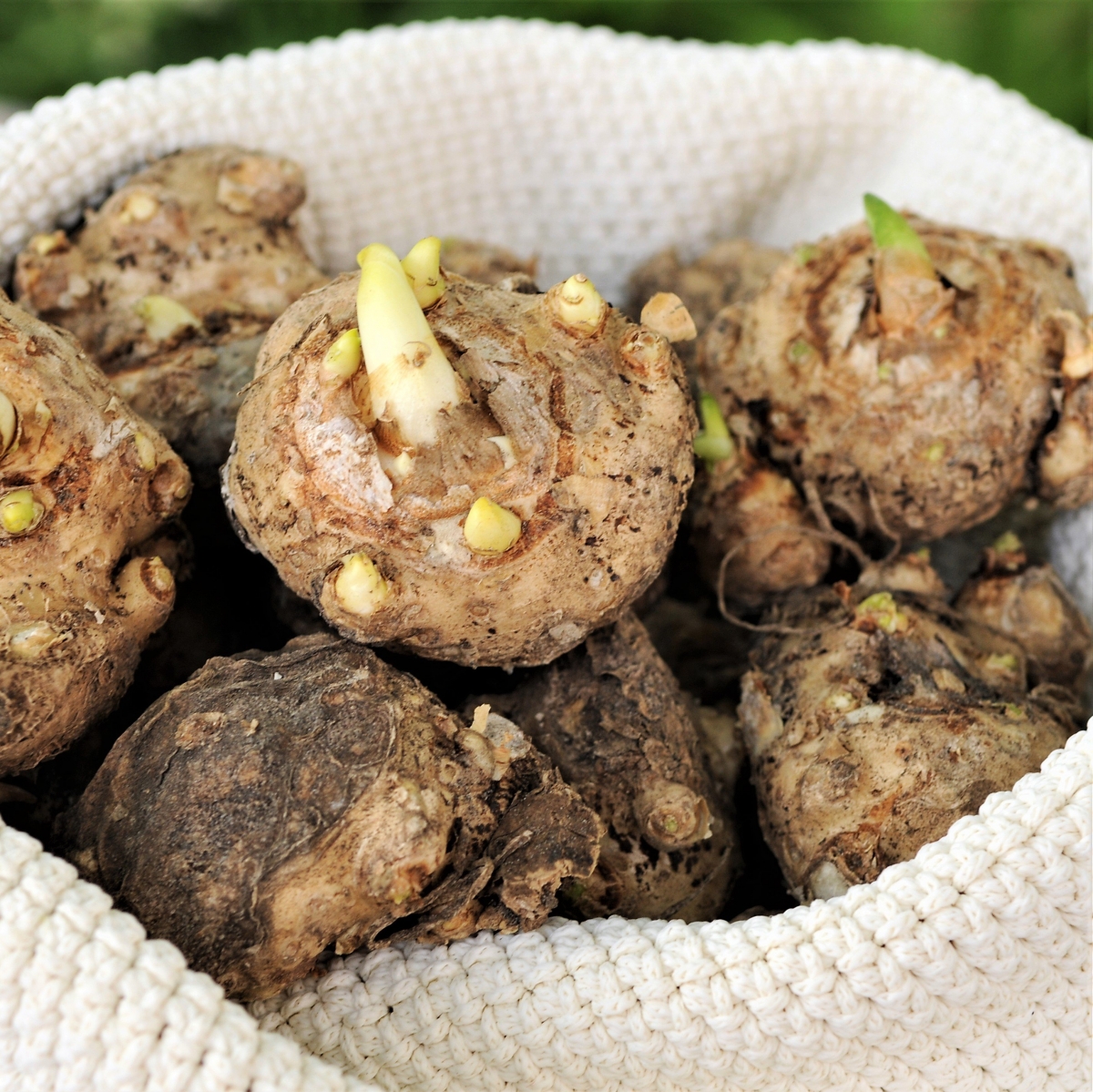 Калла Зеленая Богиня